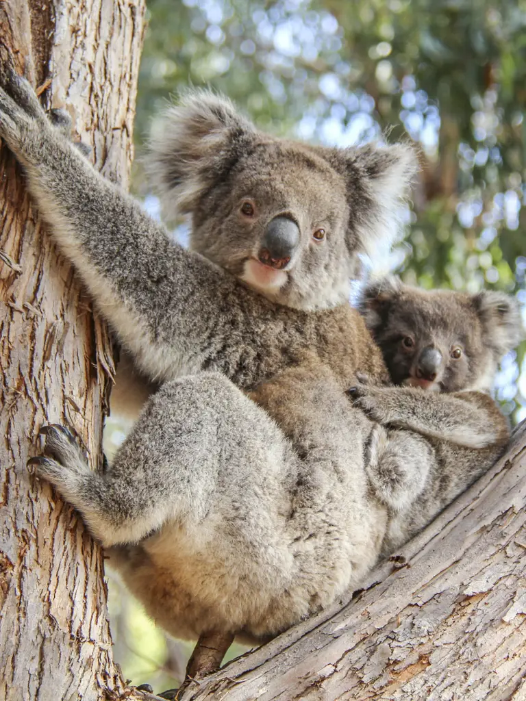 Privatsafari in Australiens Natur
